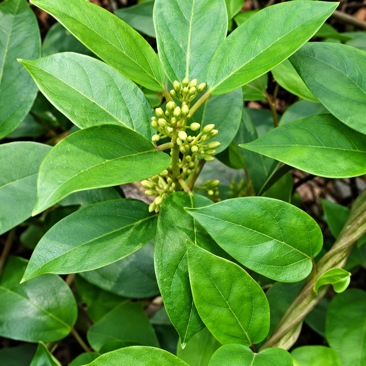 Gymnema Sylvestre